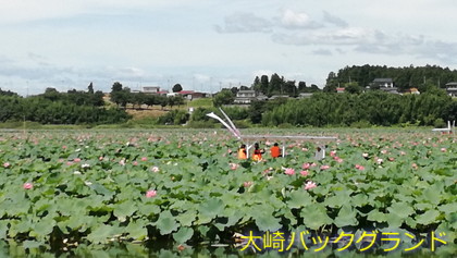 ハスの花 登米市伊豆沼 18年8月18日 大崎バックグランド