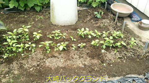 家庭菜園 モロヘイヤ 種を蒔きました 19年5月日 大崎バックグランド