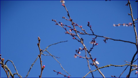 桜　こちらも開花状態　大崎市古川