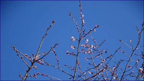 桜　こちらも開花状態　大崎市古川
