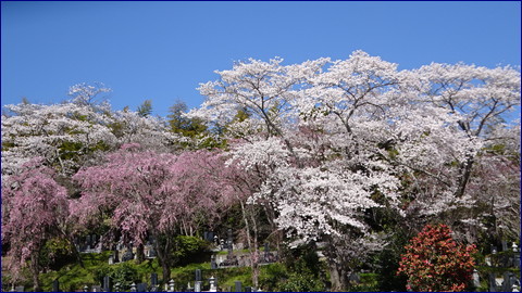 大崎バックグランド