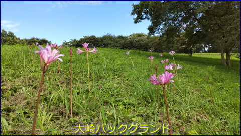 大崎バックグランド