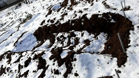 雪の古川　畑まで真っ白