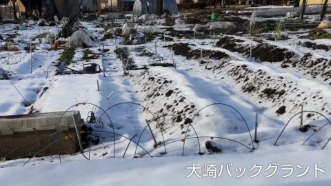 雪の古川　畑まで真っ白