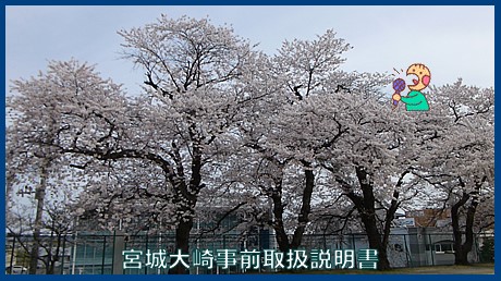 映像：桜　平渡城跡（大崎市鹿島台）