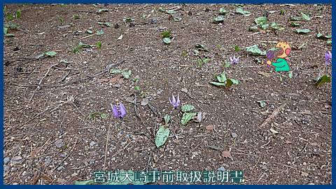 カタクリ　大衡万葉の森　４月１４日