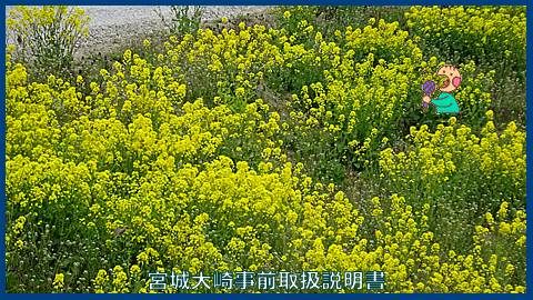 映像：菜の花　古川高倉橋近郊　４月２６日