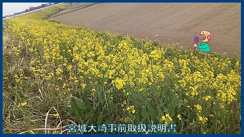 菜の花　古川高倉橋西側　４月８日