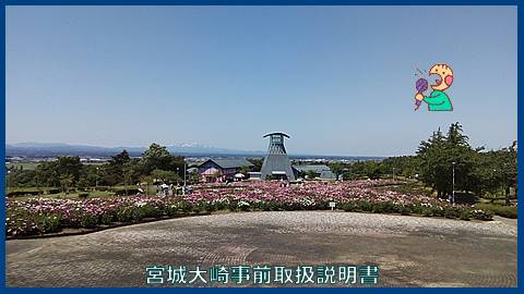 映像：シャクヤク　色麻町愛宕山公園　５月末