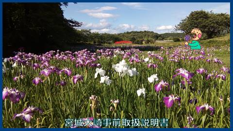 映像：アヤメ　古川化女沼古代の里　６月末