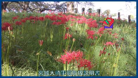 映像：彼岸花　大崎市三本木混内山　９月１５日