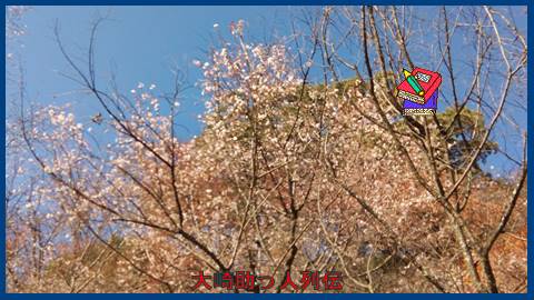 映：冬桜　咲いた目県城峯公園　１１月６日