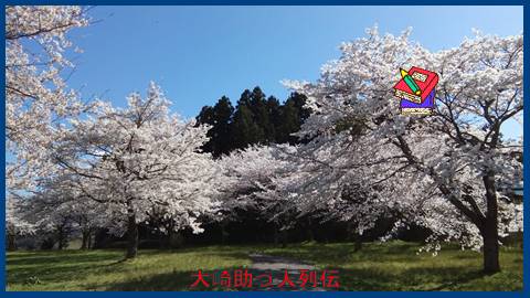 映：桜　古川化女沼　１７年４月１８日