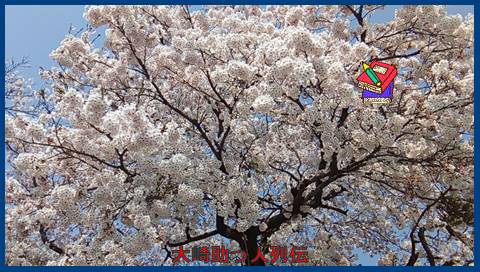 映：桜　鳴子温泉　ＪＲ中山平駅　１７年４月３０日