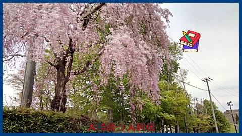 映：大崎近郊の桜　オニコウベ高原　１７年５月４日