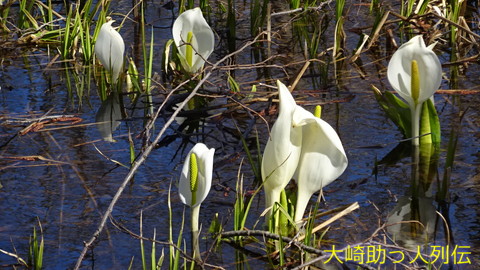 映：水芭蕉　小野田町荒沢　３月３０日