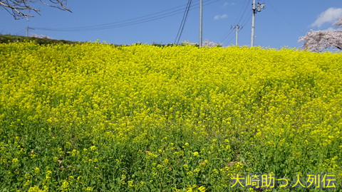 映：菜の花　大崎市田尻加護坊山　１８年４月１２日