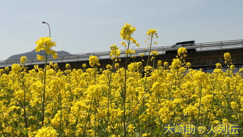 映：菜の花　川渡温泉　１８年４月２１日