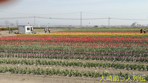 映：チューリップ　登米市南方　１８年４月２２日