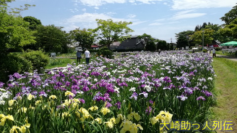 映：アヤメ　一迫アヤメ園　６月２４日