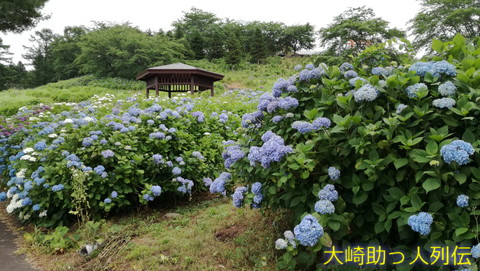 映：アジサイ　色麻町愛宕山　１８年７月５日