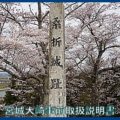 映像：桜と桑折城跡　大崎市三本木