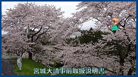 映像：桜と千石城跡　大崎市松山