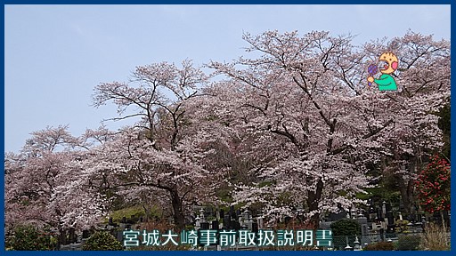 映像：桜　旧奥州街道脇大衡昌源寺