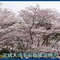 映像：桜と城跡　千貫森（三本木）