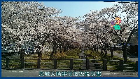 映像：大崎市川渡温泉の桜