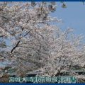 映像：桜　古川古代の里