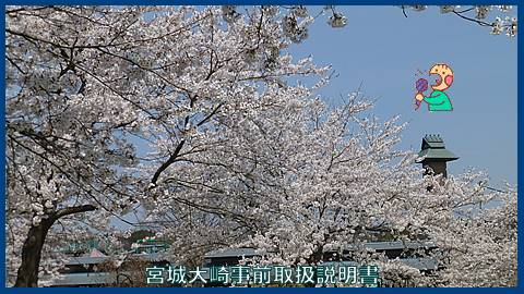 映像：桜　古川古代の里