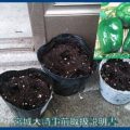 家庭菜園　ピーマン種植えました　５月１４日