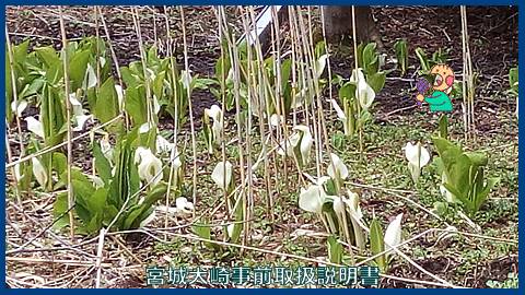 映像：水芭蕉　大崎市鳴子温泉向山　４月１５日