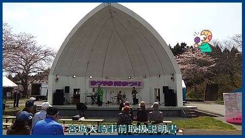 映像：松山桜祭り　大崎市松山　４月１６日