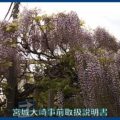 映像：藤の花　５月１１日　大崎市古川川端
