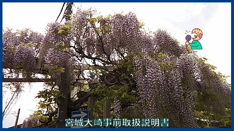 映像：藤の花　５月１１日　大崎市古川川端