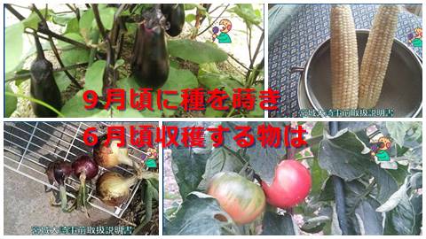 大崎検定問２４３（初級編）　９月頃に種を蒔き６月頃収穫する野菜は？