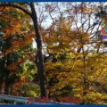 映：紅葉　一関厳美渓近郊　１１月３日