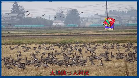 映：飛びかうガンの群れ　大崎市化女沼近郊　１１月２３日