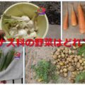 大崎検定問２５５（初級編）　ナス科の野菜はどれ？