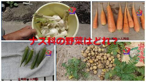 大崎検定問２５５（初級編）　ナス科の野菜はどれ？