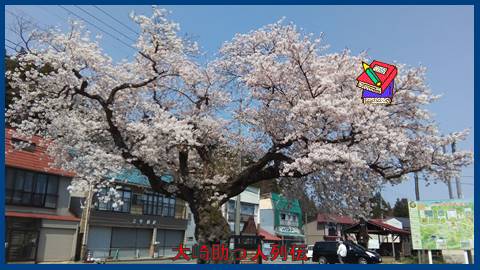 映：桜　鳴子温泉　ＪＲ中山平駅　１７年４月３０日