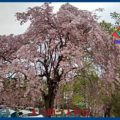 大崎近郊の桜　オニコウベ高原　１７年５月４日