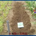 家庭菜園　コマツナ　種を植えました　１８年４月１０日