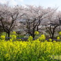 映：菜の花　大崎市田尻加護坊山　１８年４月１２日