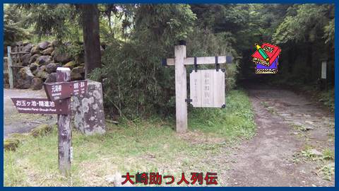 映：箱根路（旧東海道神奈川県）関所跡迄の旧道杉並木